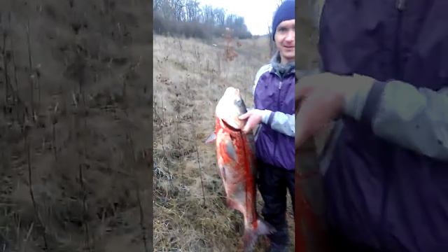 Толстолоб пойманный 2-а января в Белгороде смотреть онлайн