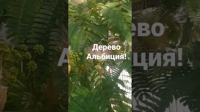 Акация - Альбиция с нежными розовыми цветами! смотреть онлайн