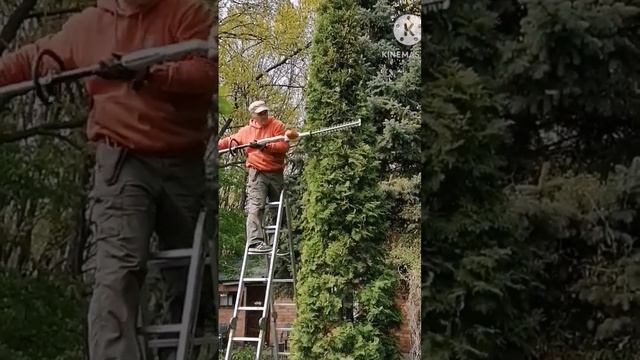 Стрижка туи, конус, топиар. смотреть онлайн