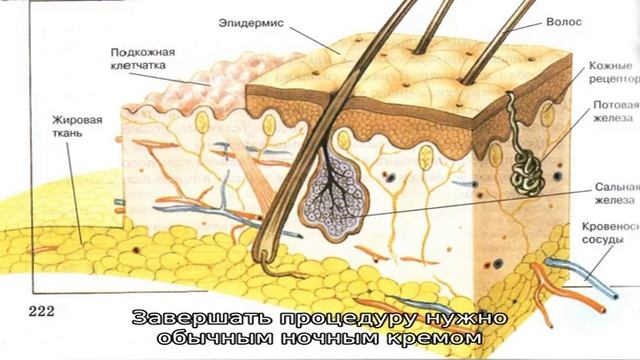 Особенности лимфодренажа лица в домашних условиях смотреть онлайн