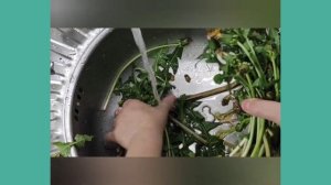 Польза одуванчика+ заготовка на зиму...?