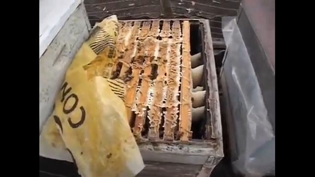 зимовка пчел на расширенном гнезде без заставных досок, не провоцирует яйцекладку матки зимой смотреть онлайн
