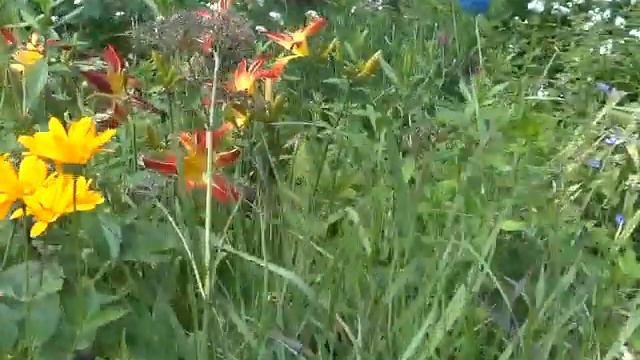 TTTT - TEA TIME TUESDAY TOUR - PERENNIAL COTTAGE GARDEN TOUR смотреть онлайн