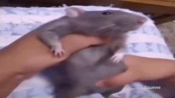 Top 5 rats (reupload)