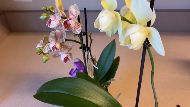 Новая орхидея ПЕЛОРИК смотреть онлайн