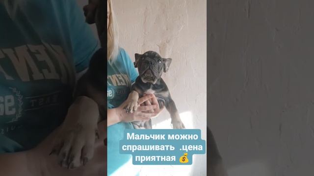 щенки французского бульдога смотреть онлайн