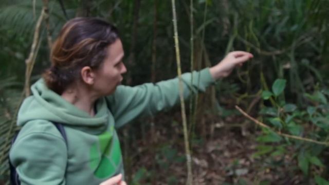 Зоологи в тумане трогают странные пальмы за усики смотреть онлайн