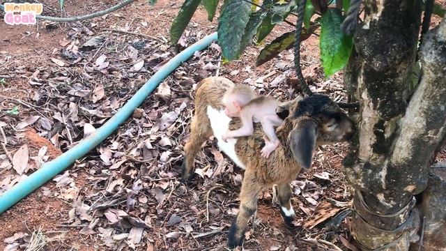 Baby goat helps baby monkey get fruit from the tree смотреть онлайн