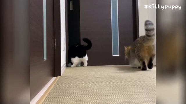 Lovely Munchkin Cat Brothers Tonio & Kotetsu смотреть онлайн