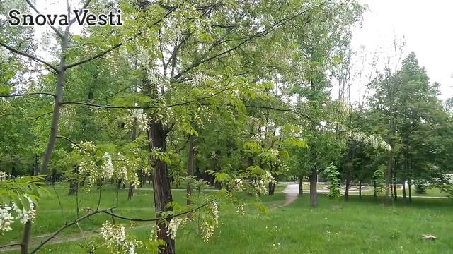 Белгород, 14 мая 2018 года, цветет акация, перед дождем смотреть онлайн