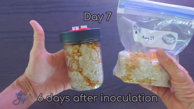 Jar vs Ziploc Grain Spawn - Time-lapse смотреть онлайн