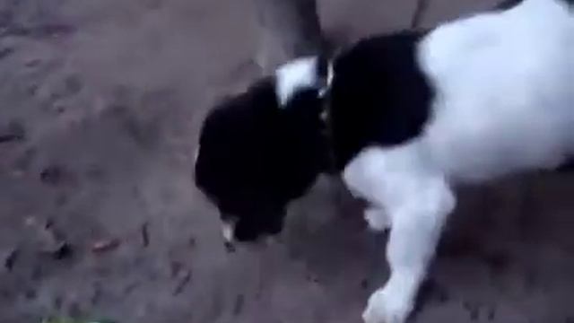 Консервированный огурец и собака