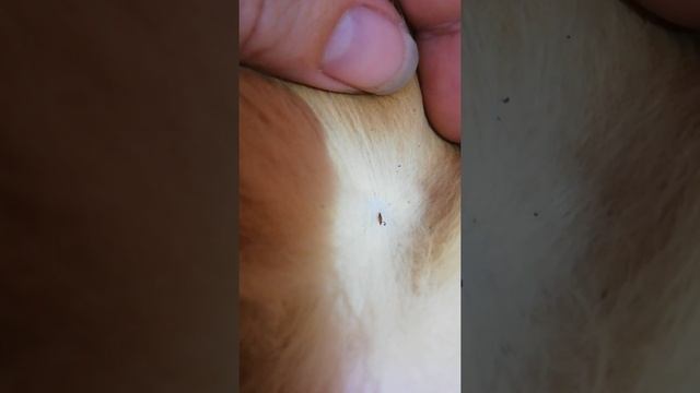 FLOH SCHEIßT.как блоха КАКАЕТ! скрытая камера?. наблюдения за блохой.