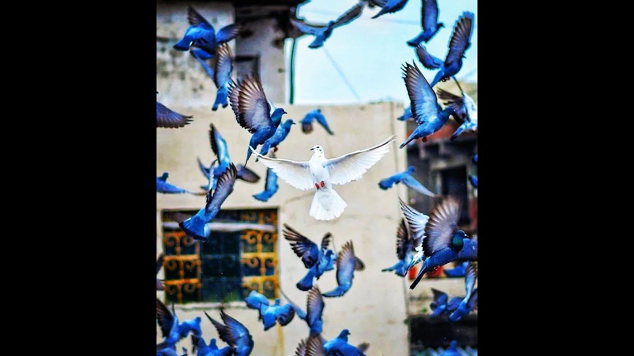 Дивия Волны "Как улучшить своё очищение. О любви и благодарности+ инструменты" смотреть онлайн