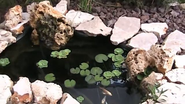 Мои ручные Кои.