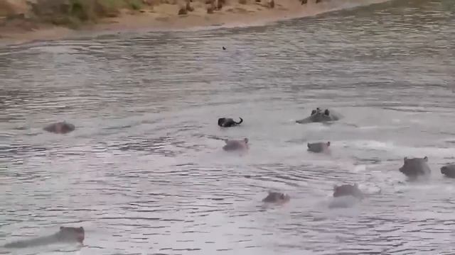 Если бы это не СНЯЛИ НА КАМЕРУ, никто бы не поверил - ЖИВОТНЫЕ СПАСАЮТ ДРУГ ДРУГА ЧАСТЬ 4 смотреть онлайн