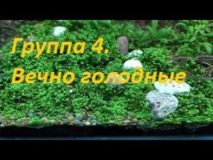 Растения из меристемы. Группа 4: Не забудьте покормить. (Архив от 20.03.2022)