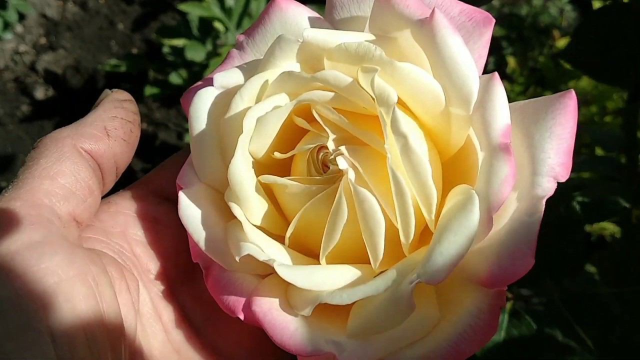 Розы в саду. Кордес Юбилей, Принцесса Шарлен де Монако - формирование кустов. смотреть онлайн