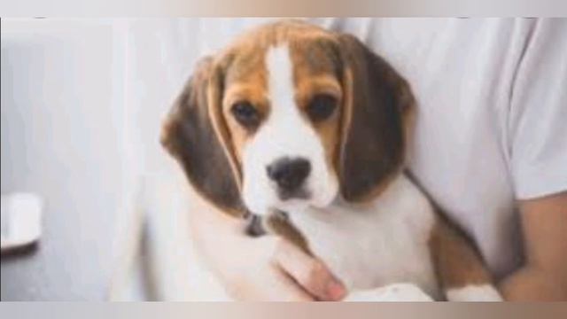 Моцарт для детей/Развивающая музыка/Mozart For Babies