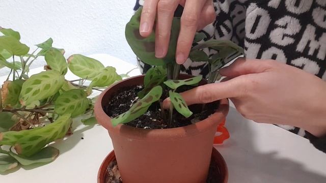 How To Care For And Propagate A Prayer Plant (Maranta Leopardiana)