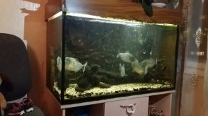 Пираньи едят / кормление пираний