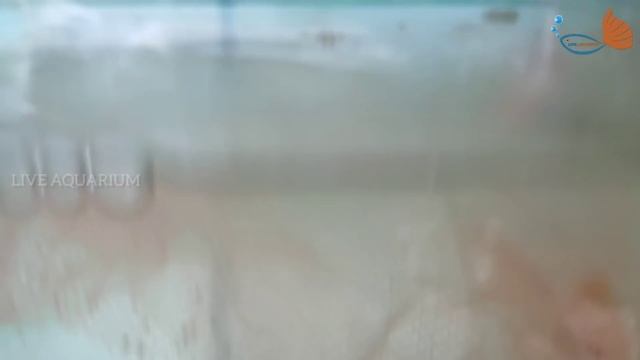 How to breed Gold fish | LIVE AQUARIUM смотреть онлайн