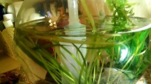 Чистка круглого аквариума/ Уход за круглым аквариумом/ Петушок в круглом аквариуме