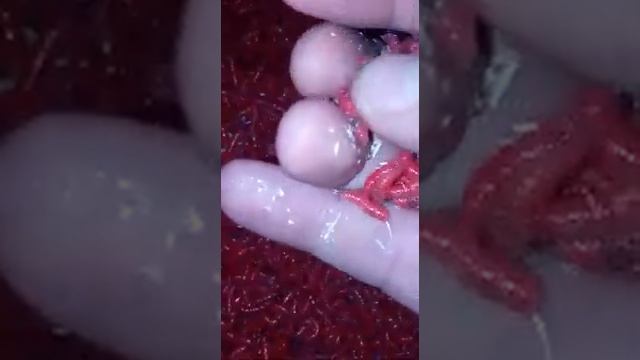 Окраска Опарыш.