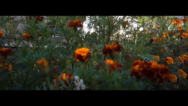 SUMMER MOWED OFF (SONY NEX7 CINEMATIC FILM) смотреть онлайн