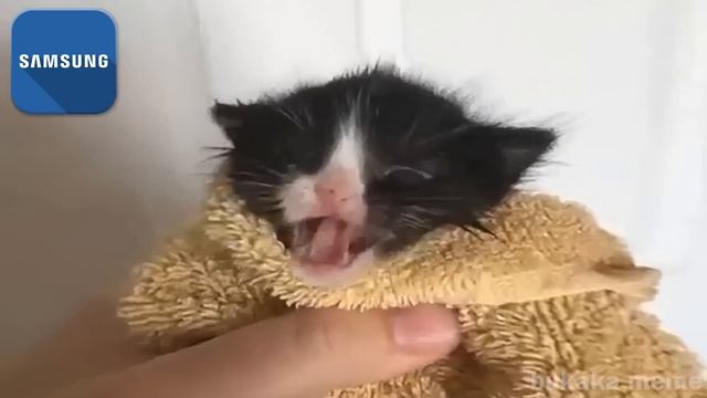 Kitten Meows But Famous Phone Ringtones