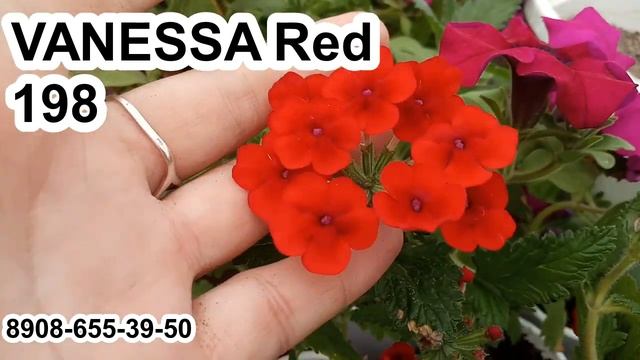 ВЕРБЕНА VANESSA Red №198 смотреть онлайн