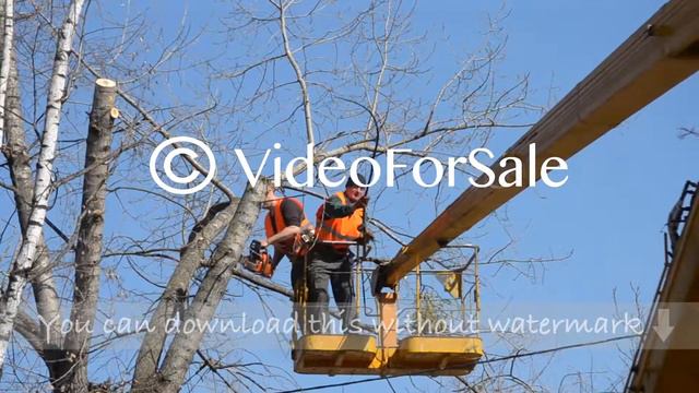 Bila Tserkva, Ukraine March 31, 2017: Workers cut tree branches смотреть онлайн