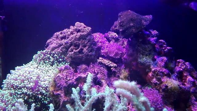 Это мой рак-отшельник Макс и огненные черви смотреть онлайн