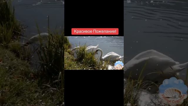 Красивое пожелание #доброеУтро #добрыйДень #starttodo #brianandfriends смотреть онлайн