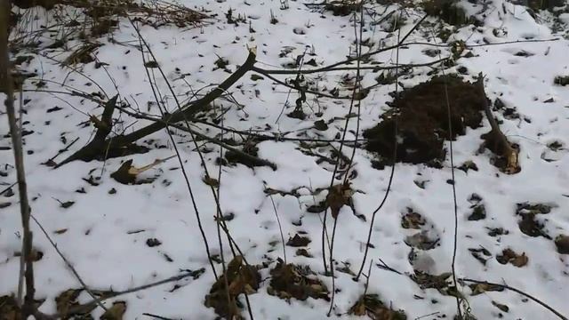Охота и т.д./Жизнь бобров зимой смотреть онлайн