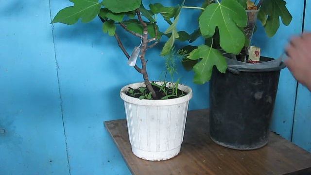 ТРИ СПОСОБА РАЗМНОЖЕНИЯ ИНЖИРА и дегустация сорт Медовый смотреть онлайн