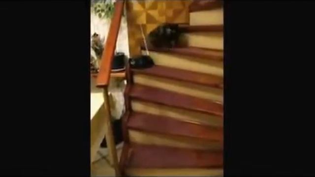 Кот из секретных материалов смотреть онлайн