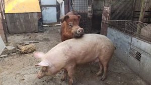 Признаки охоты у свиноматки. От кого зависит колличество поросят.