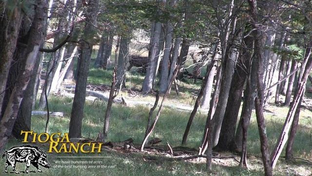 Red Stag Hunt - Guided Hunting Trips in PA | Tioga Ranch смотреть онлайн