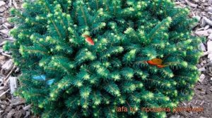Ель сербская Карел (picea omorica karel) ? сербская ель Карел обзор: как сажать, саженцы ели Карел