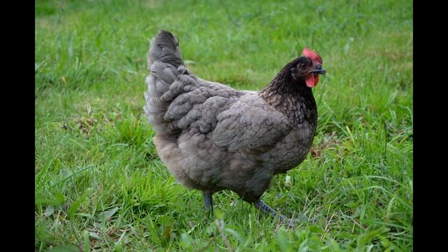 Звук голоса курицы-несушки.Звук кудахтанья курицы смотреть онлайн