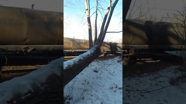 Четырёхствольное дерево снял Карагандинец, говорит тополь, хотя это ветла и я её уже снимал смотреть онлайн