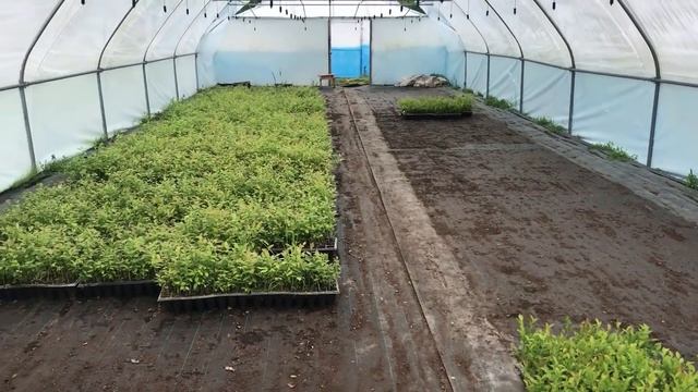 Посадка черенков голубики смотреть онлайн