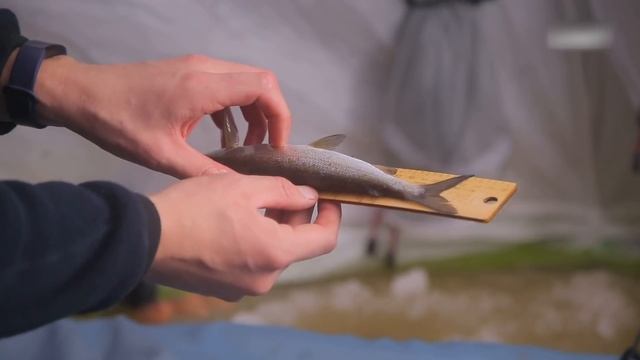 Рыбалка в палатке на Белом море с комфортом. Под ногами тает лед! смотреть онлайн