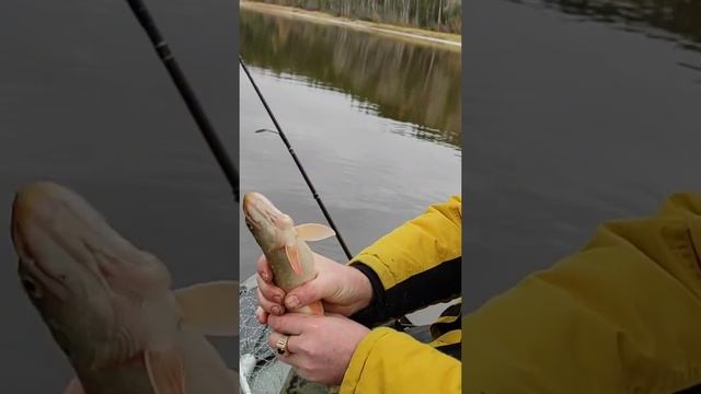 ЩУКА кушает с Руки Летом кормим зимой вылавливаем смотреть онлайн