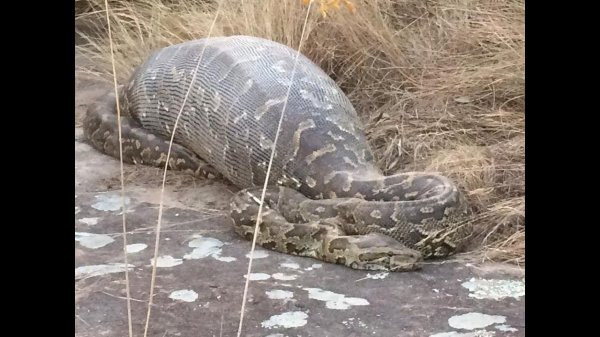 Питон проглотил Дикобраза - А зря он это сделал...