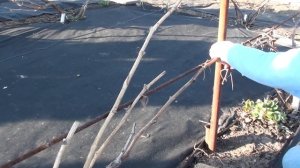 Весенняя подвязка винограда