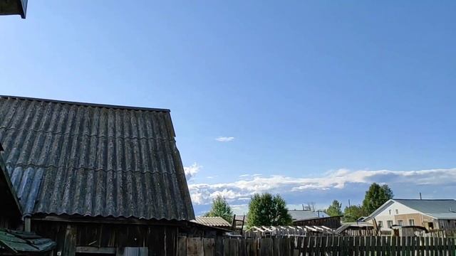 Большая семья ласточек гостит у большого семейства кошек смотреть онлайн