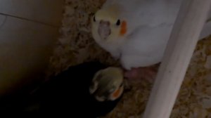 Корелла Ромочка кормит своих птенцов!