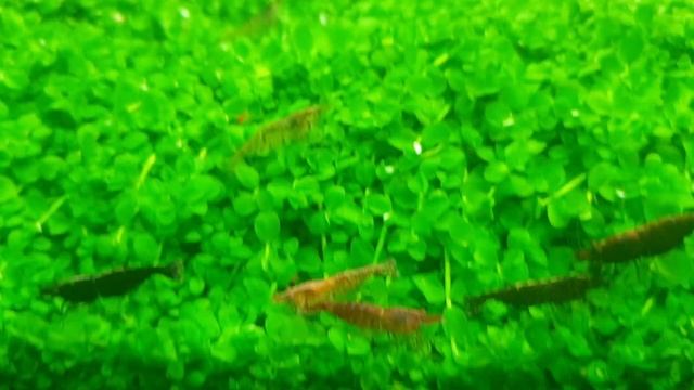 Аквариум травник на 200 литров.